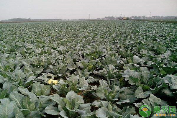 花菜什么時(shí)間種植最好？-圖片版權(quán)歸惠農(nóng)網(wǎng)所有
