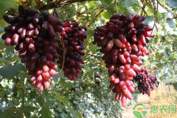 9月葡萄管理方法-圖片版權(quán)歸惠農(nóng)網(wǎng)所有