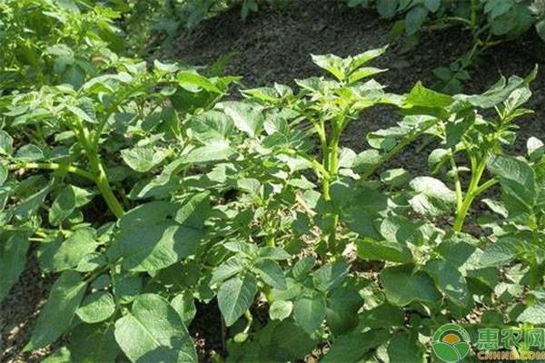 土豆種植時(shí)間和方法是什么？-圖片版權(quán)歸惠農(nóng)網(wǎng)所有