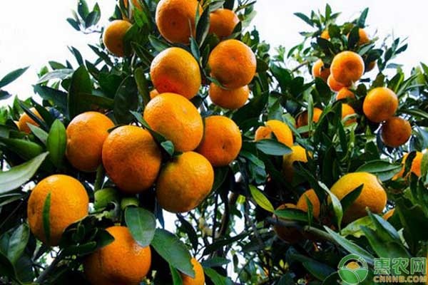 9月份果树种植管理指南-图片版权归惠农网所有