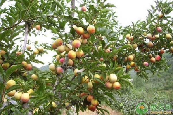 9月份果树种植管理指南-图片版权归惠农网所有
