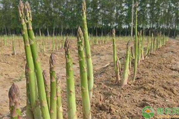 蘆筍什么時間種植最好？-圖片版權(quán)歸惠農(nóng)網(wǎng)所有