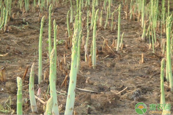 蘆筍什么時間種植最好？-圖片版權(quán)歸惠農(nóng)網(wǎng)所有