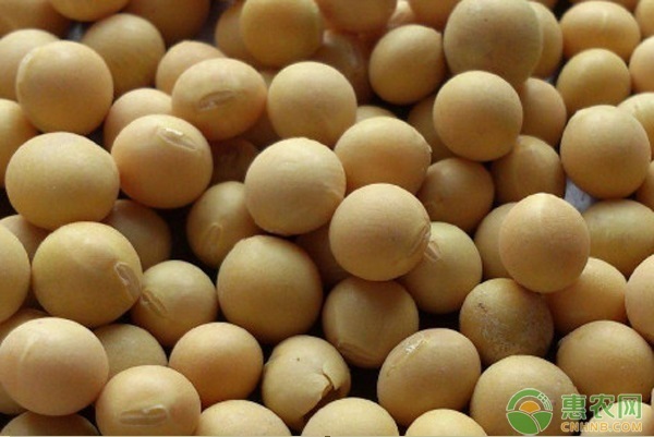 大豆什么時(shí)候播種最好？-圖片版權(quán)歸惠農(nóng)網(wǎng)所有