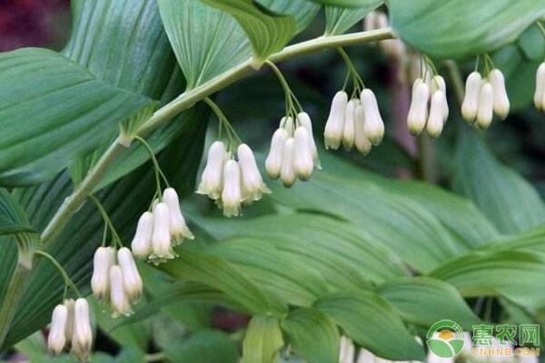 如何種植黃精？-圖片版權(quán)歸惠農(nóng)網(wǎng)所有