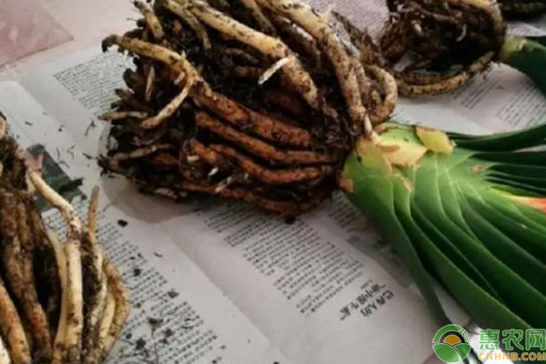 君子蘭如何在秋季換盆？-圖片版權歸惠農網所有