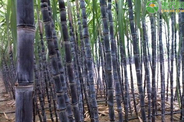 甘蔗什么時候栽種？-圖片版權(quán)歸惠農(nóng)網(wǎng)所有
