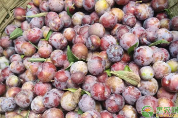  Top Ten Plum Varieties Recognized as Tasty