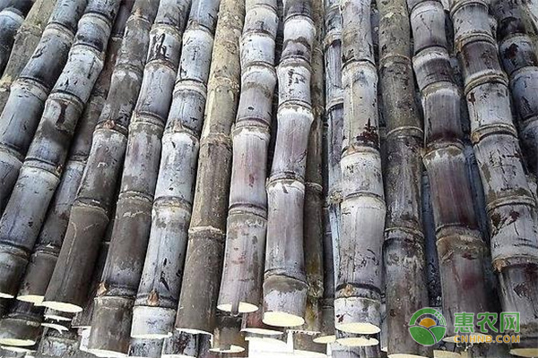甘蔗什么時候栽種？-圖片版權(quán)歸惠農(nóng)網(wǎng)所有