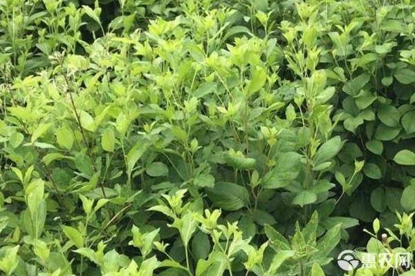 蒼術(shù)的種植方法及條件-圖片版權(quán)歸惠農(nóng)網(wǎng)所有