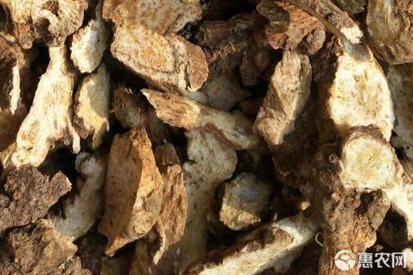 蒼術(shù)的種植方法及條件-圖片版權(quán)歸惠農(nóng)網(wǎng)所有