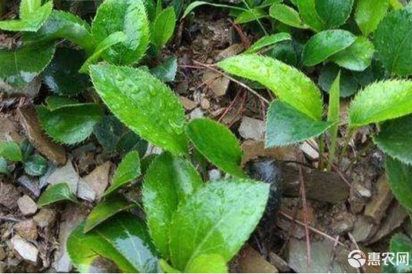蒼術(shù)的種植方法及條件-圖片版權(quán)歸惠農(nóng)網(wǎng)所有