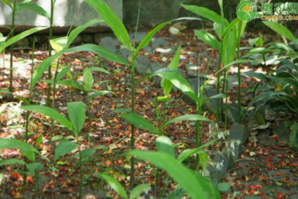 黃精種植條件和方法-圖片版權(quán)歸惠農(nóng)網(wǎng)所有
