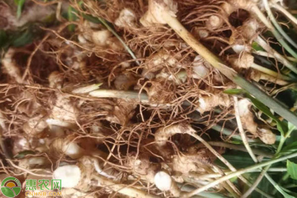 黃精種植條件和方法-圖片版權(quán)歸惠農(nóng)網(wǎng)所有