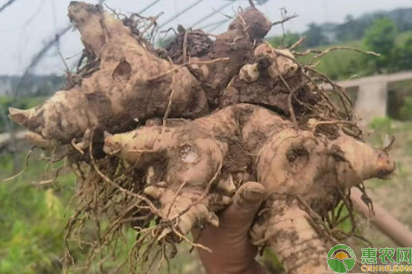 黃精種植條件和方法-圖片版權(quán)歸惠農(nóng)網(wǎng)所有