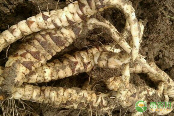 地參種植條件和方法-圖片版權(quán)歸惠農(nóng)網(wǎng)所有
