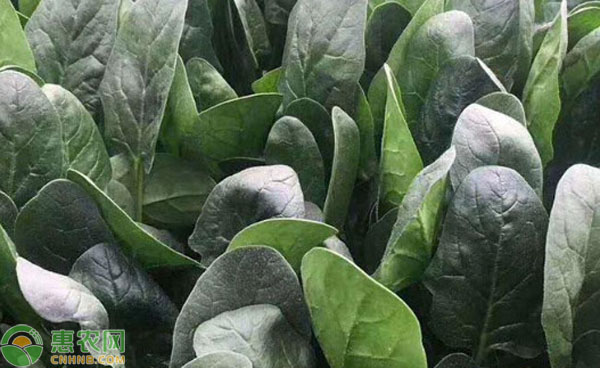 過(guò)冬菠菜什么時(shí)間種好？-圖片版權(quán)歸惠農(nóng)網(wǎng)所有