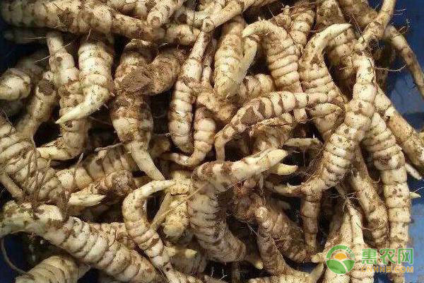 地參種植條件和方法-圖片版權(quán)歸惠農(nóng)網(wǎng)所有