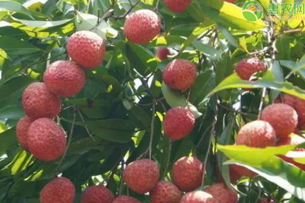種植荔枝需要什么條件？-圖片版權(quán)歸惠農(nóng)網(wǎng)所有