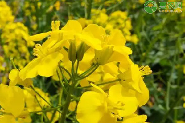 華油567油菜種子種植方法-圖片版權(quán)歸惠農(nóng)網(wǎng)所有