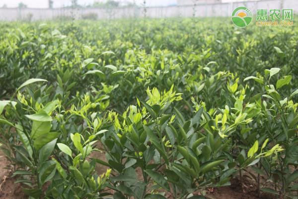 果樹用什么土種植最好？-圖片版權歸惠農(nóng)網(wǎng)所有