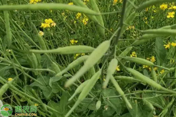 華油567油菜種子種植方法-圖片版權(quán)歸惠農(nóng)網(wǎng)所有