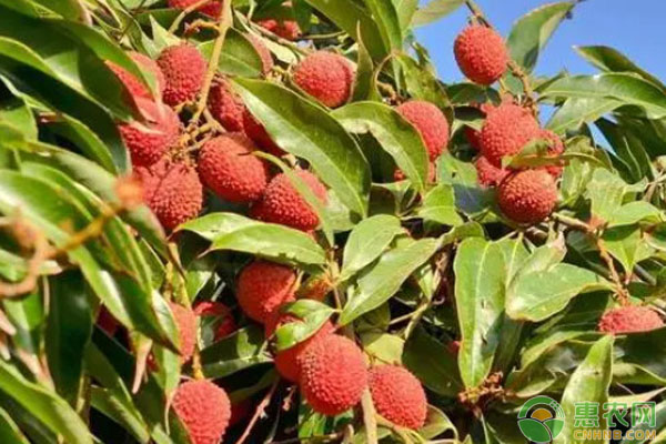 種植荔枝需要什么條件？-圖片版權(quán)歸惠農(nóng)網(wǎng)所有