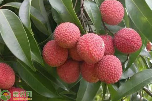 種植荔枝需要什么條件？-圖片版權(quán)歸惠農(nóng)網(wǎng)所有