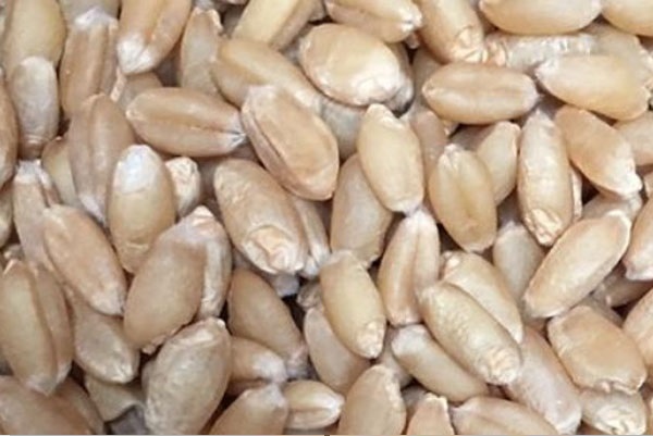  Top 10 best wheat seeds