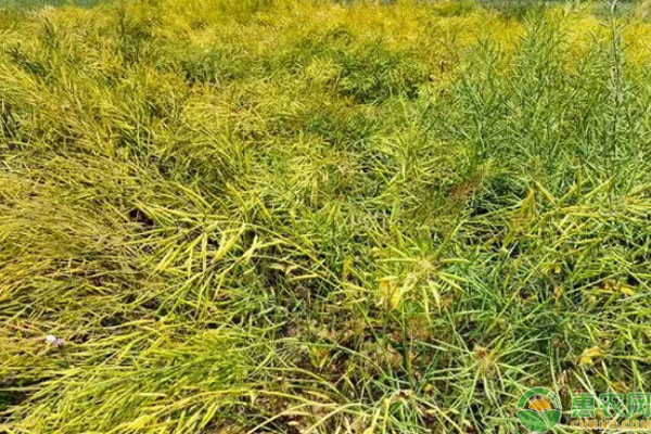 華油567油菜種子種植方法-圖片版權(quán)歸惠農(nóng)網(wǎng)所有