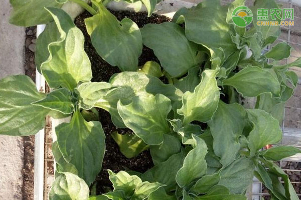 種植冰菜怎么種在啥季節(jié)種？-圖片版權(quán)歸惠農(nóng)網(wǎng)所有