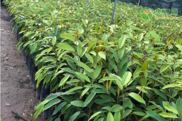 這個(gè)季節(jié)可以種植榴蓮嗎？-圖片版權(quán)歸惠農(nóng)網(wǎng)所有