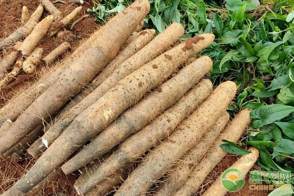 怎樣種植山藥才能高產(chǎn)？-圖片版權(quán)歸惠農(nóng)網(wǎng)所有