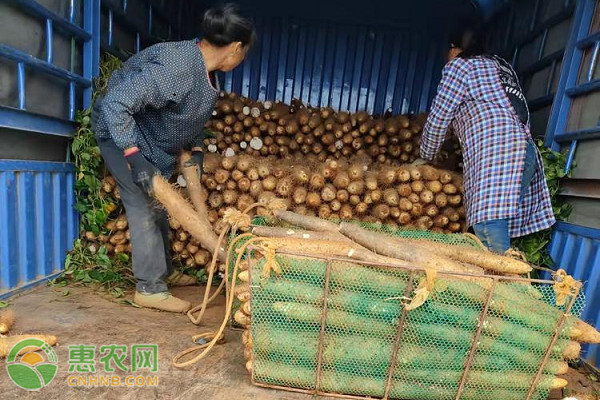 怎樣種植山藥才能高產(chǎn)？-圖片版權(quán)歸惠農(nóng)網(wǎng)所有