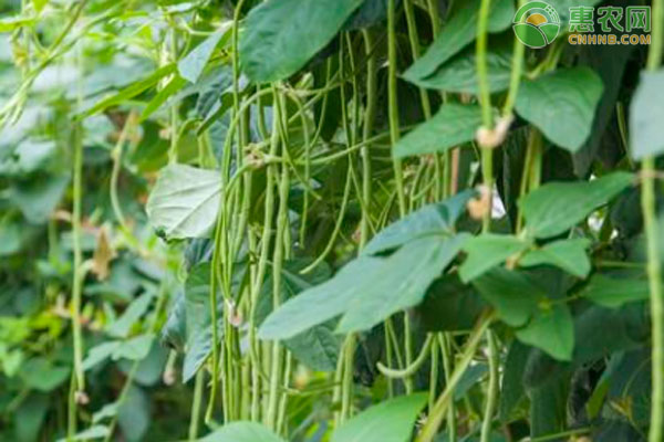 豇豆怎樣種植才高產(chǎn)？-圖片版權(quán)歸惠農(nóng)網(wǎng)所有