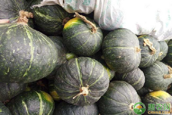 南瓜如何種植才能夠高產？-圖片版權歸惠農網所有