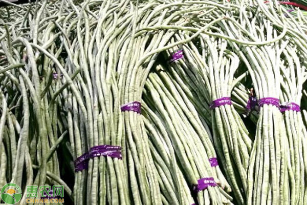 豇豆怎樣種植才高產(chǎn)？-圖片版權(quán)歸惠農(nóng)網(wǎng)所有