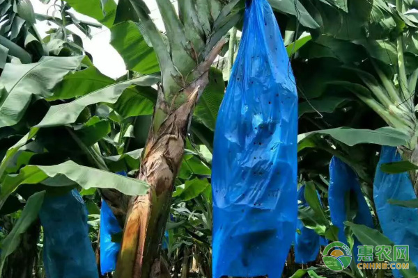 香蕉树的种植技术和栽培时间-图片版权归惠农网所有