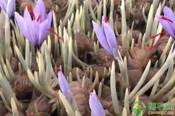 藏紅花種球種植方法與時間-圖片版權歸惠農(nóng)網(wǎng)所有