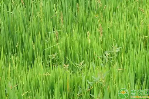 冬季黑麥草什么時(shí)間播種為宜？-圖片版權(quán)歸惠農(nóng)網(wǎng)所有