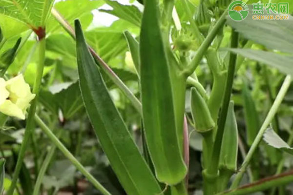 秋葵種植時間和方法-圖片版權歸惠農網所有