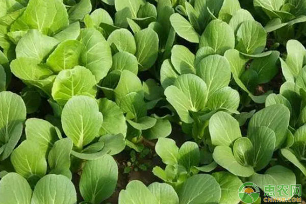 上海青的種植時間和方法-圖片版權(quán)歸惠農(nóng)網(wǎng)所有
