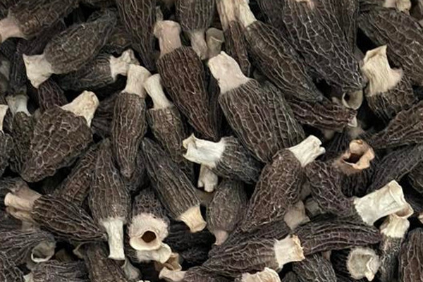  How much is a catty of morel mushrooms?