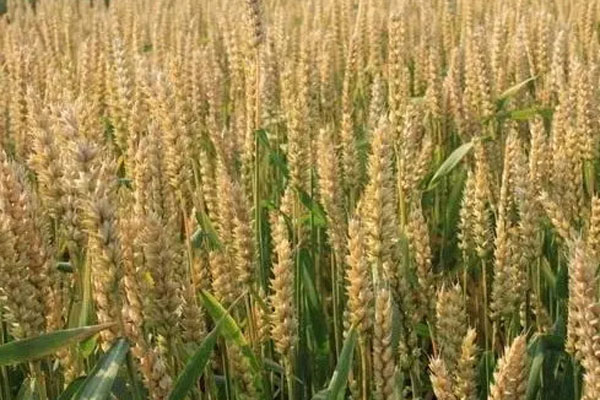  What kinds of wheat are there in Shandong wheat high-yield list?