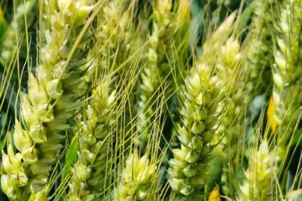  Top 10 high-yield wheat varieties