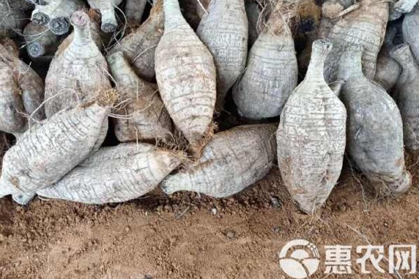 粉葛怎么種高產(chǎn)？-圖片版權(quán)歸惠農(nóng)網(wǎng)所有