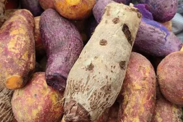  Top 10 sweet potato varieties