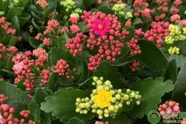 長壽花關(guān)鍵的養(yǎng)護技巧-圖片版權(quán)歸惠農(nóng)網(wǎng)所有