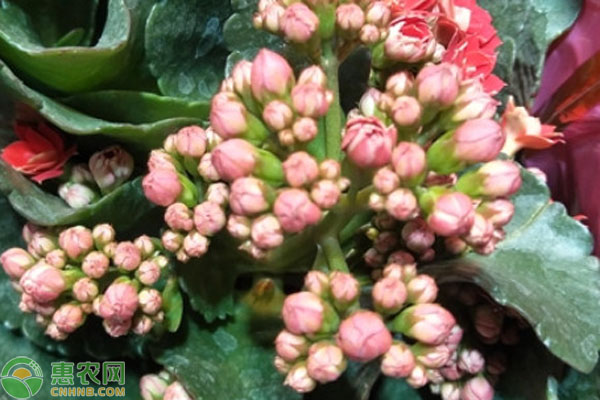 長壽花關(guān)鍵的養(yǎng)護技巧-圖片版權(quán)歸惠農(nóng)網(wǎng)所有