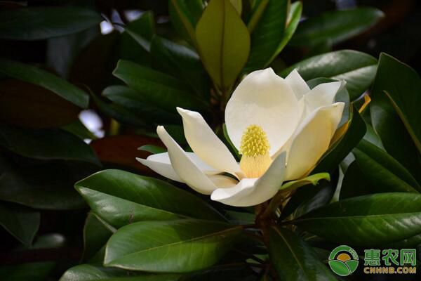 廣玉蘭栽植的最佳時間-圖片版權歸惠農(nóng)網(wǎng)所有